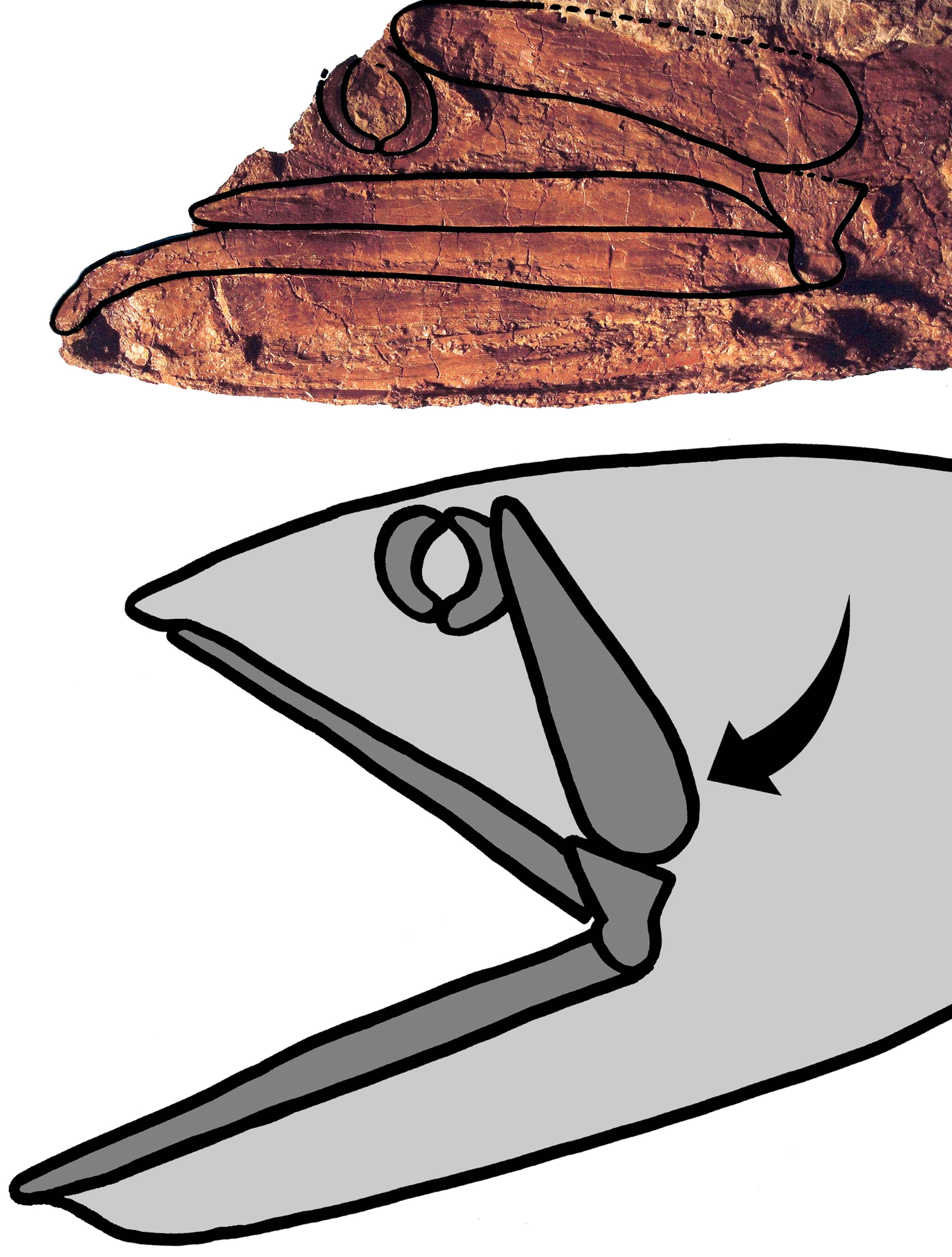 Rhinconichthys Jaw Bones