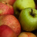 Apple tasting with Cézanne opens DePaul University Humanities Center season