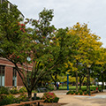 Arbor Day Foundation honors DePaul University with 2019 Tree Campus USA recognition
