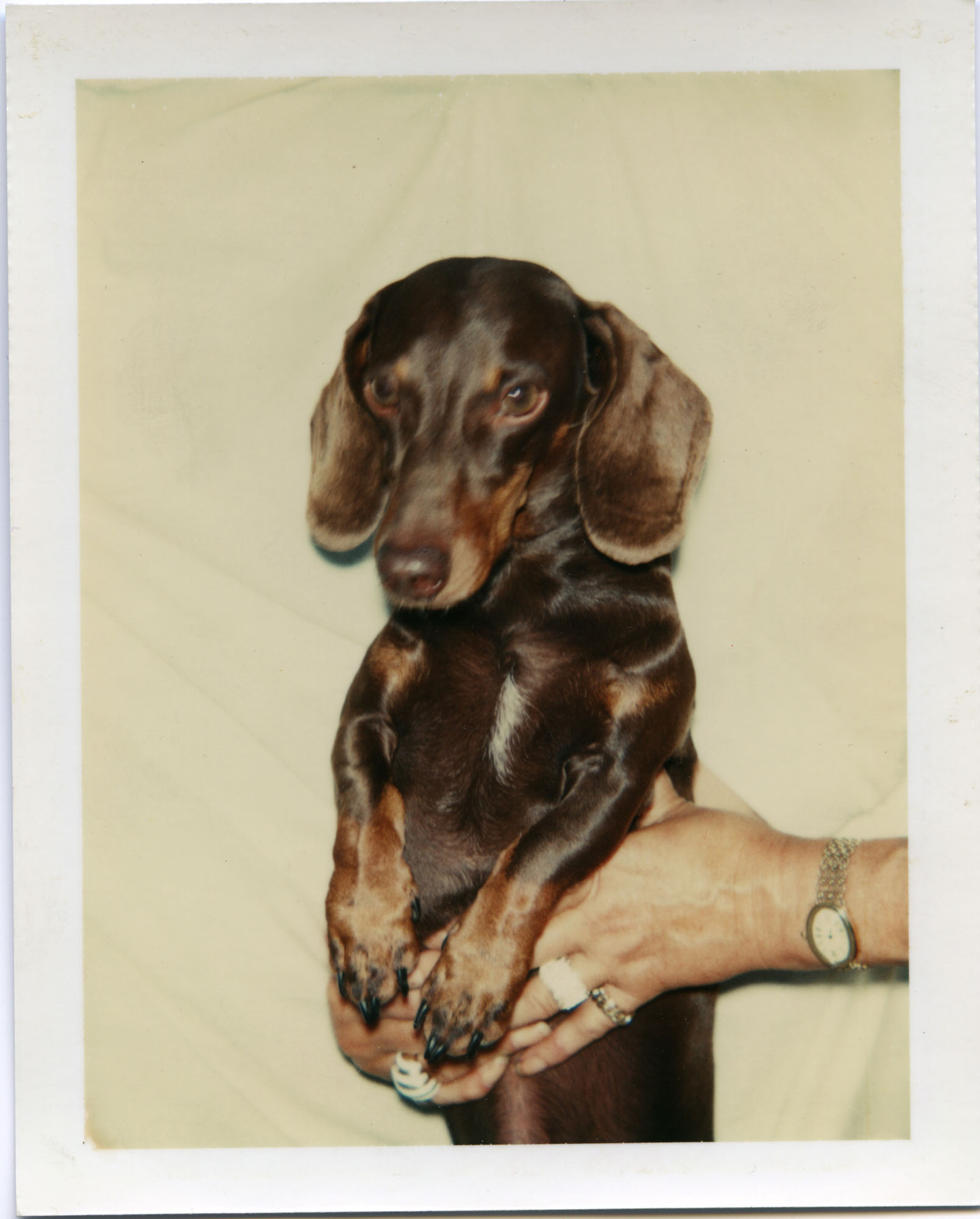 Andy Warhol, Untitled (Dog), 1976. Polaroid color print. Collection of DePaul Art Museum, Gift of the Andy Warhol Foundation for the Visual Arts, 2008.74.97