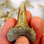 DePaul paleobiologist aids in discovery, naming of dinosaur-era shark fossil