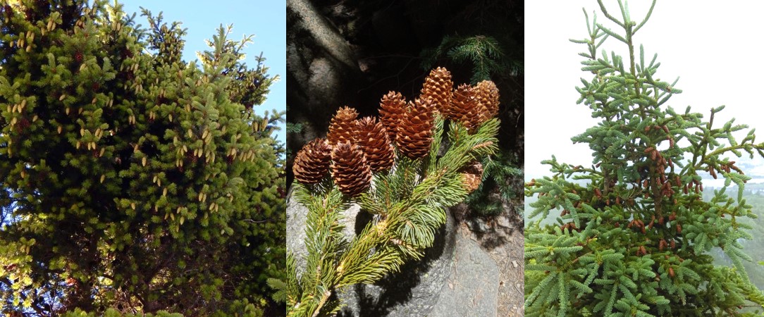 Conifer trees and cones