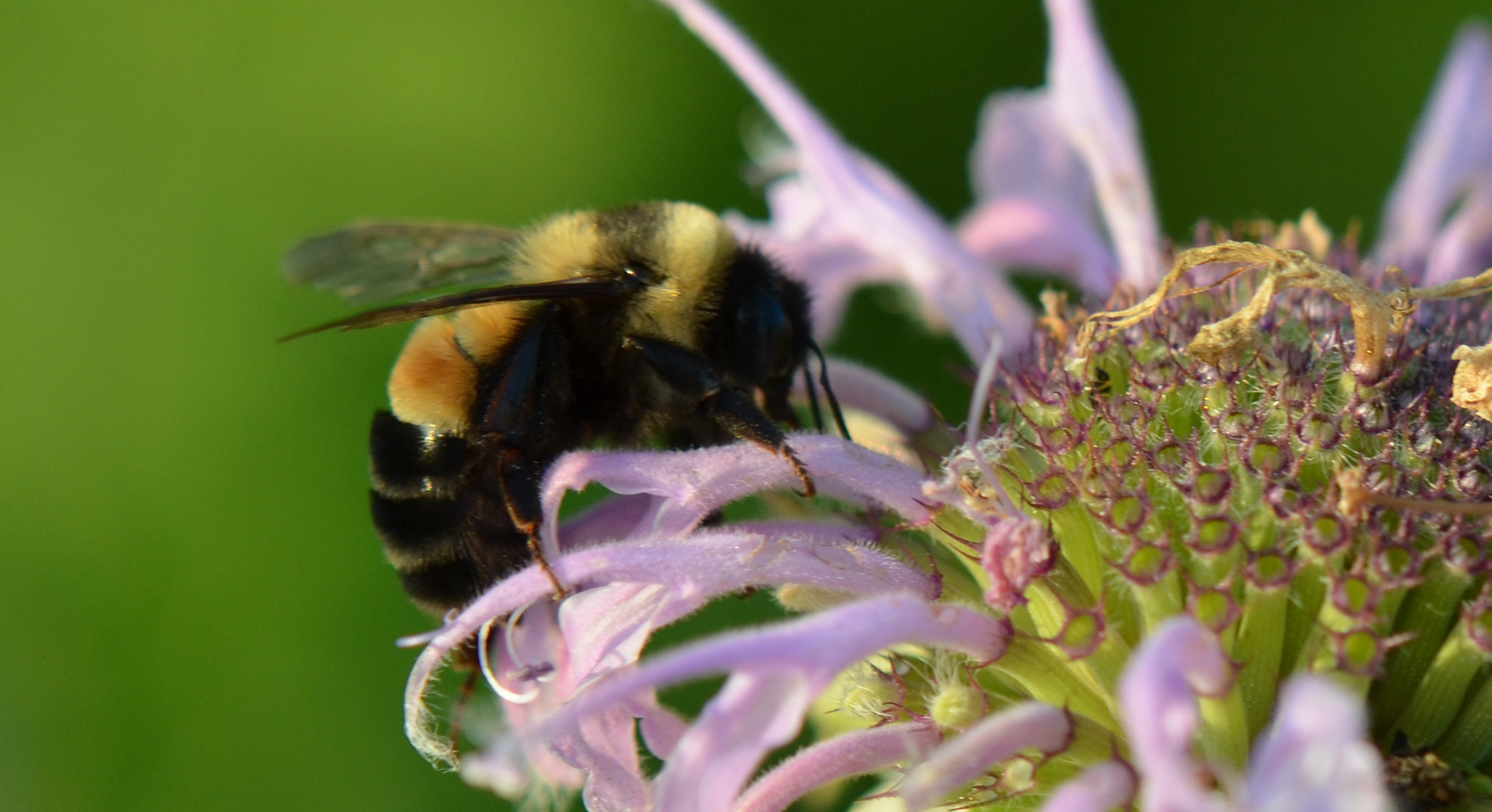 Rusty Patched Bumble Bee on purple flower