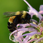 Saving the Rusty Patched Bumblebee, one plant at a time 