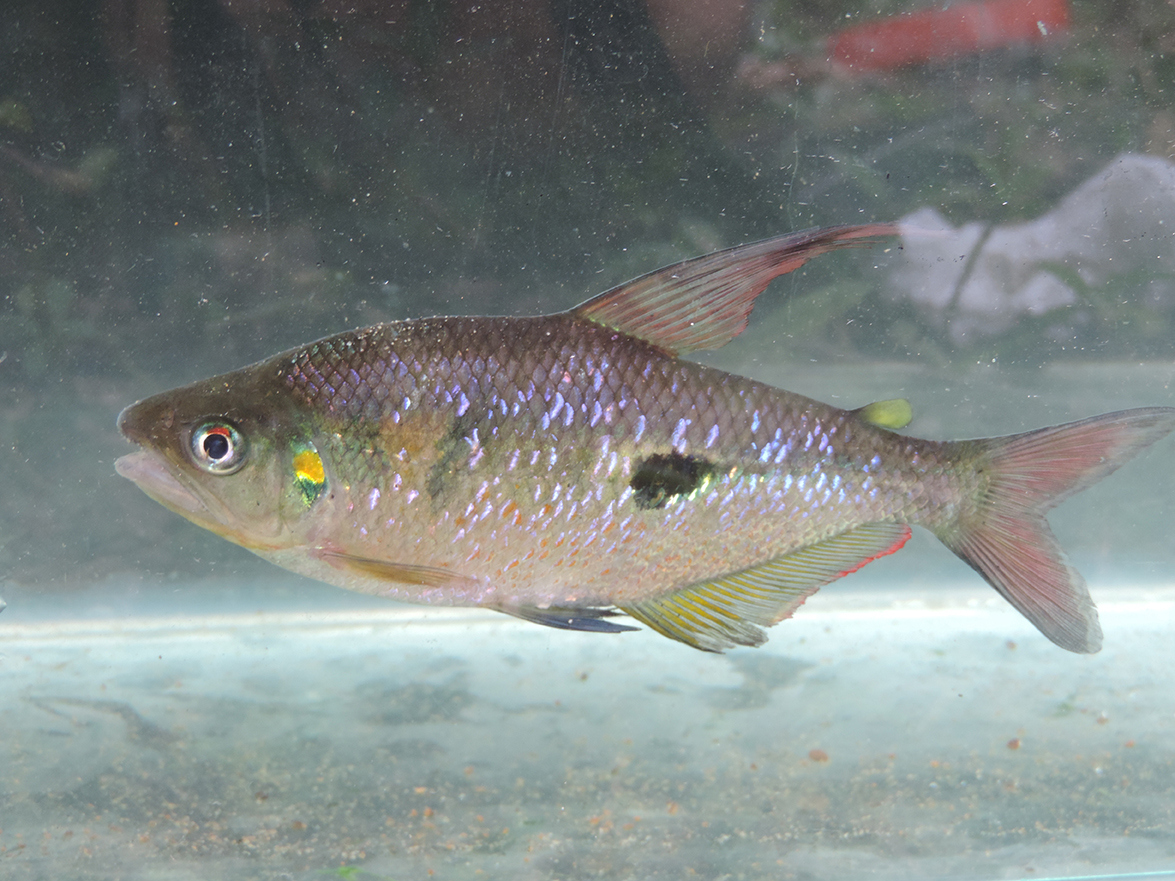 Rhoadsia fish