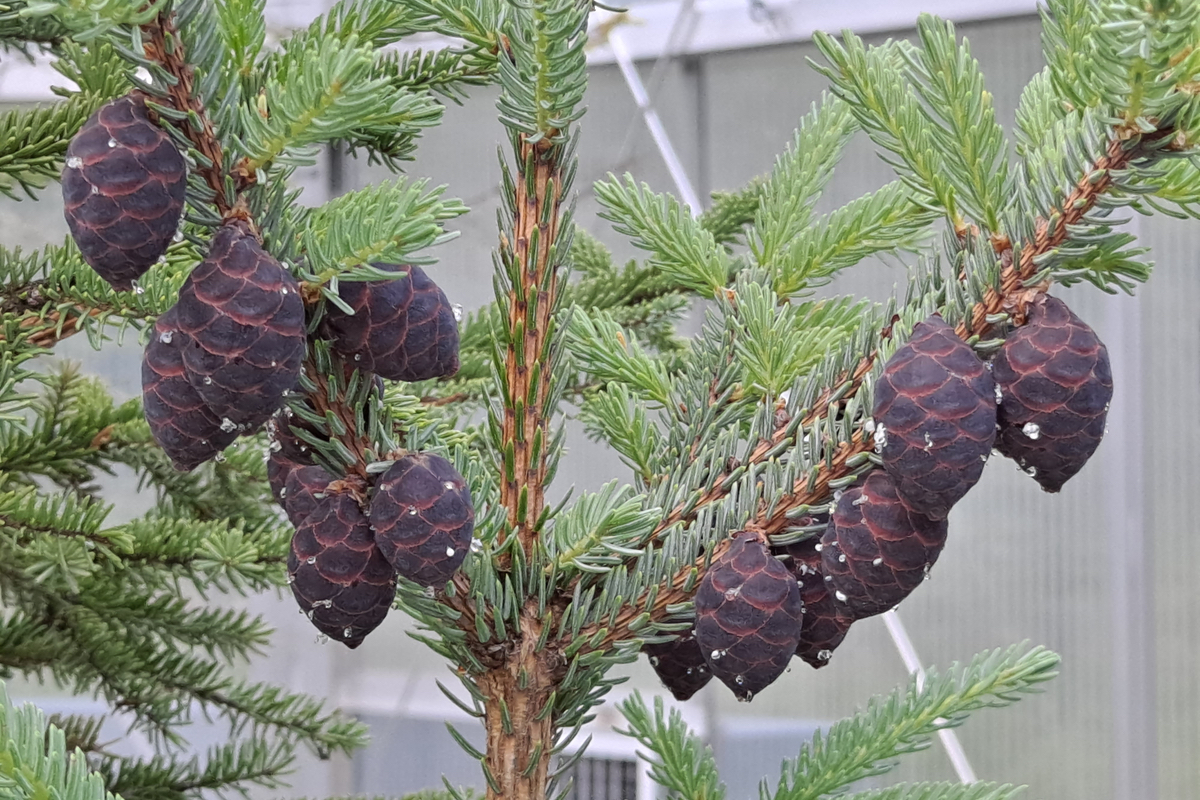 Black seedpods hang from a conifer's branches