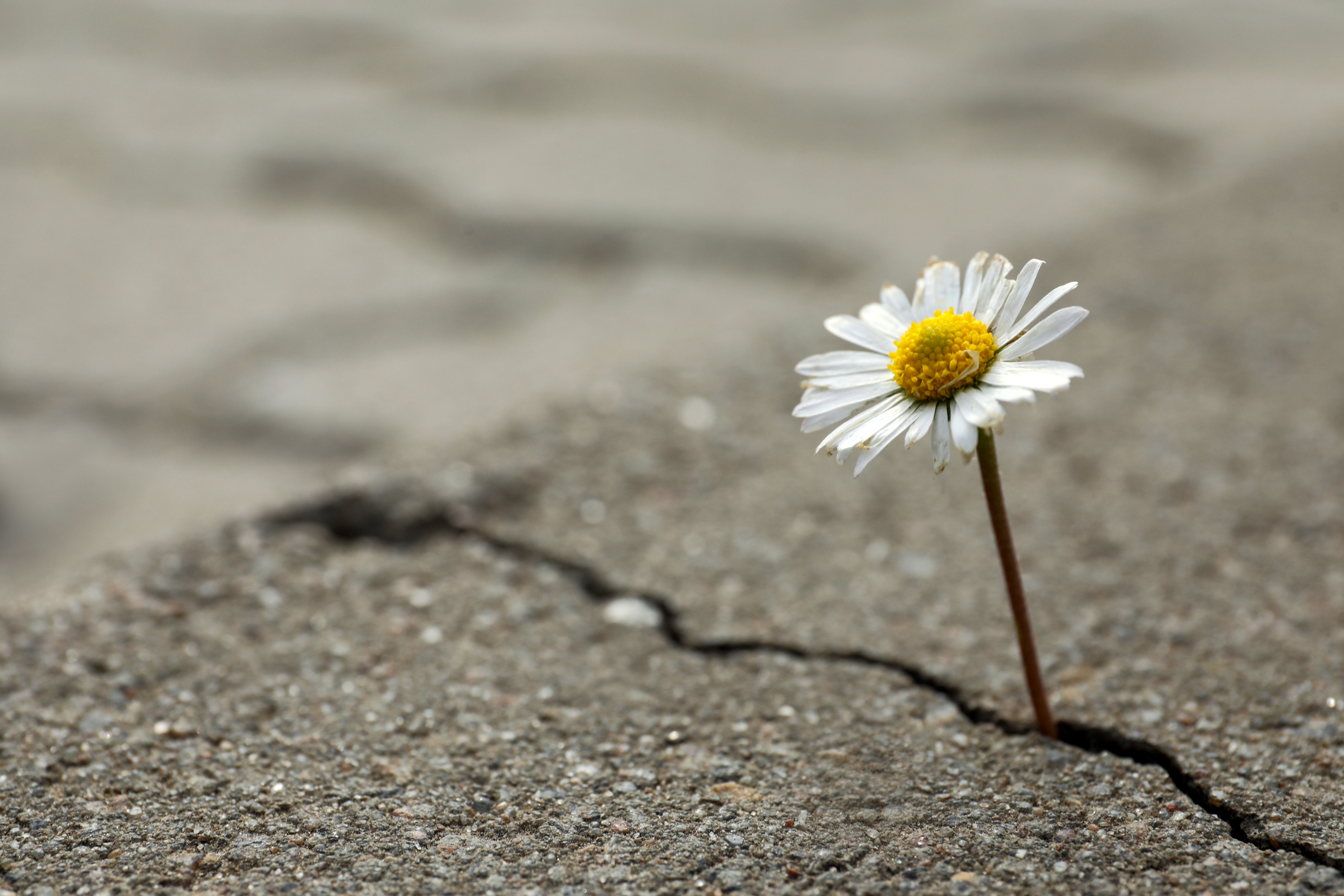 Flower in concrete