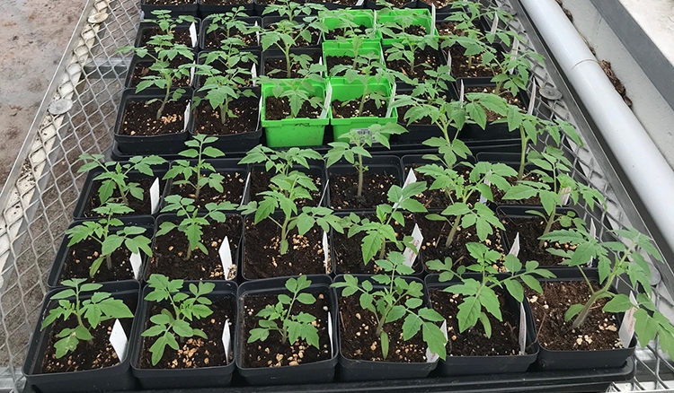 Tomato plants