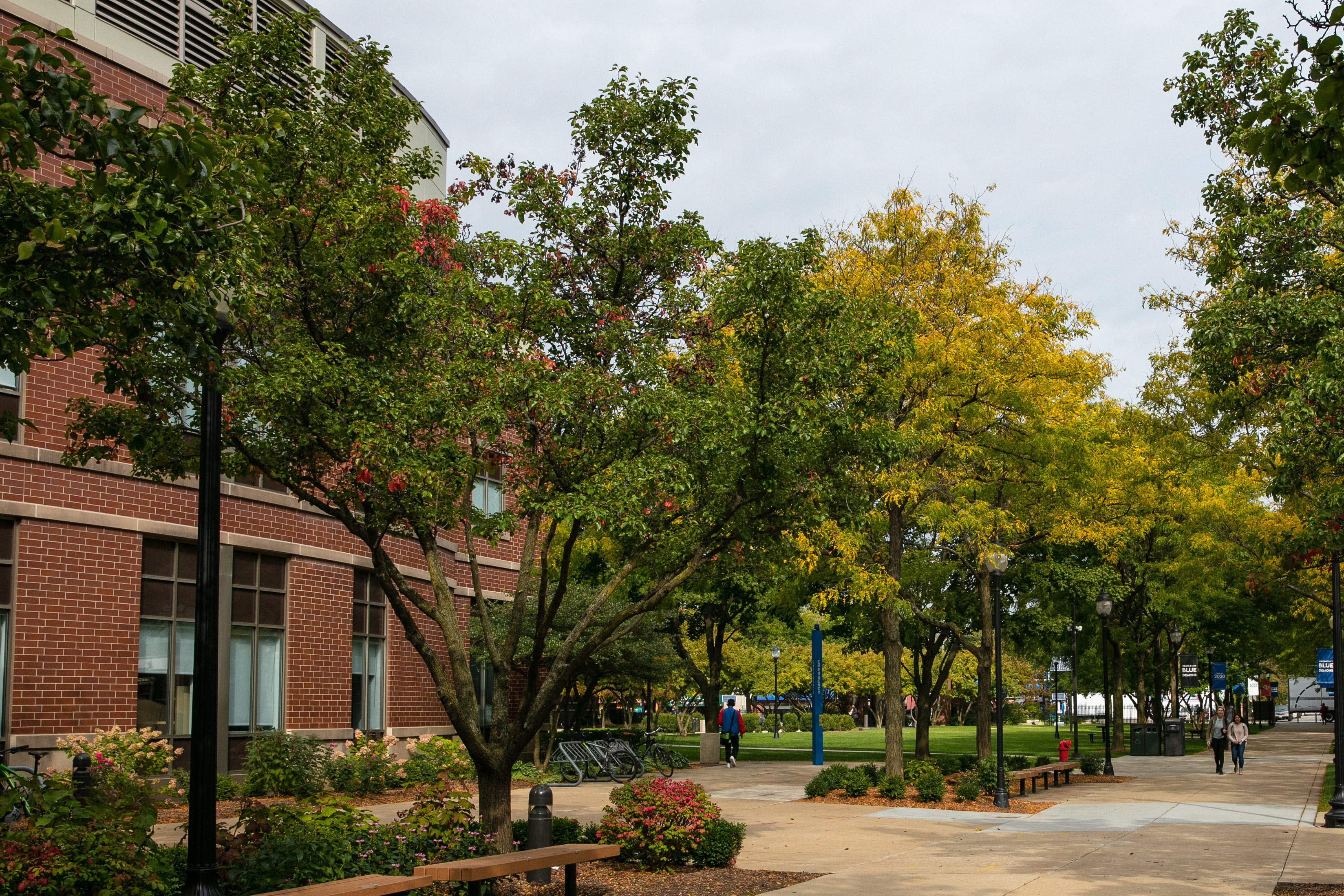 trees on DePaul University campus