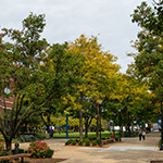 Arbor Day Foundation honors DePaul with Tree Campus USA recognition