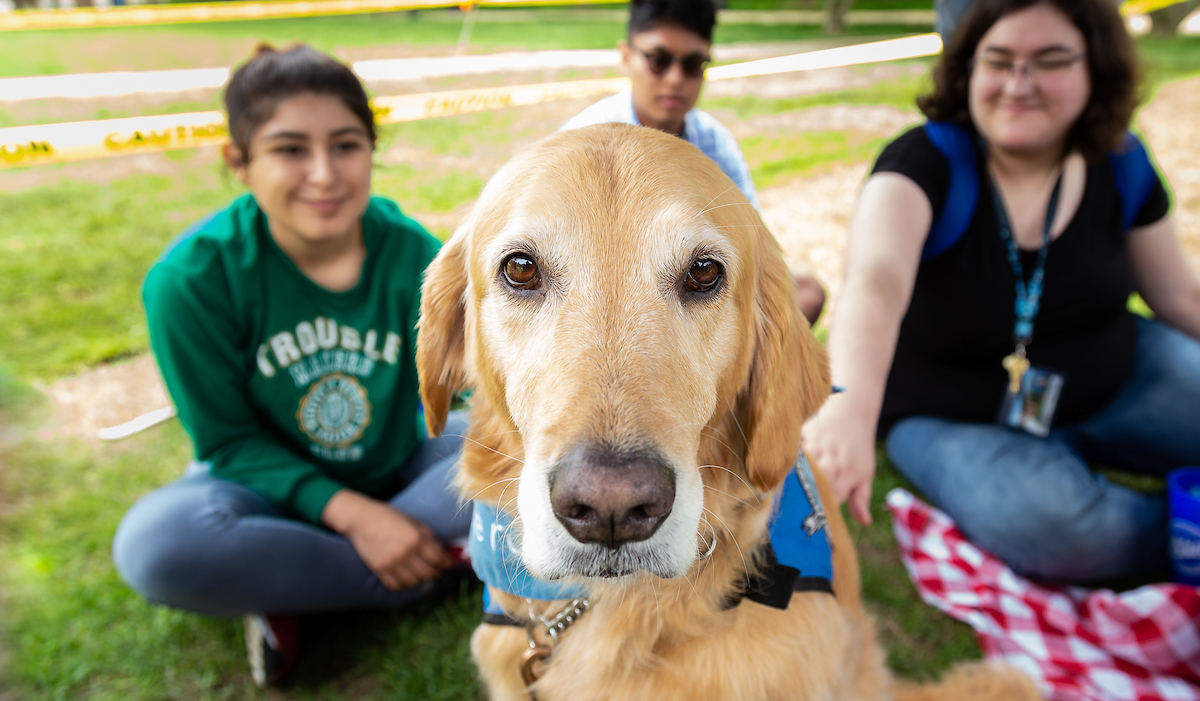 Therapy dogs on the Quad