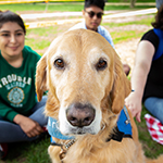 Therapy dogs return to campus ahead of fall finals