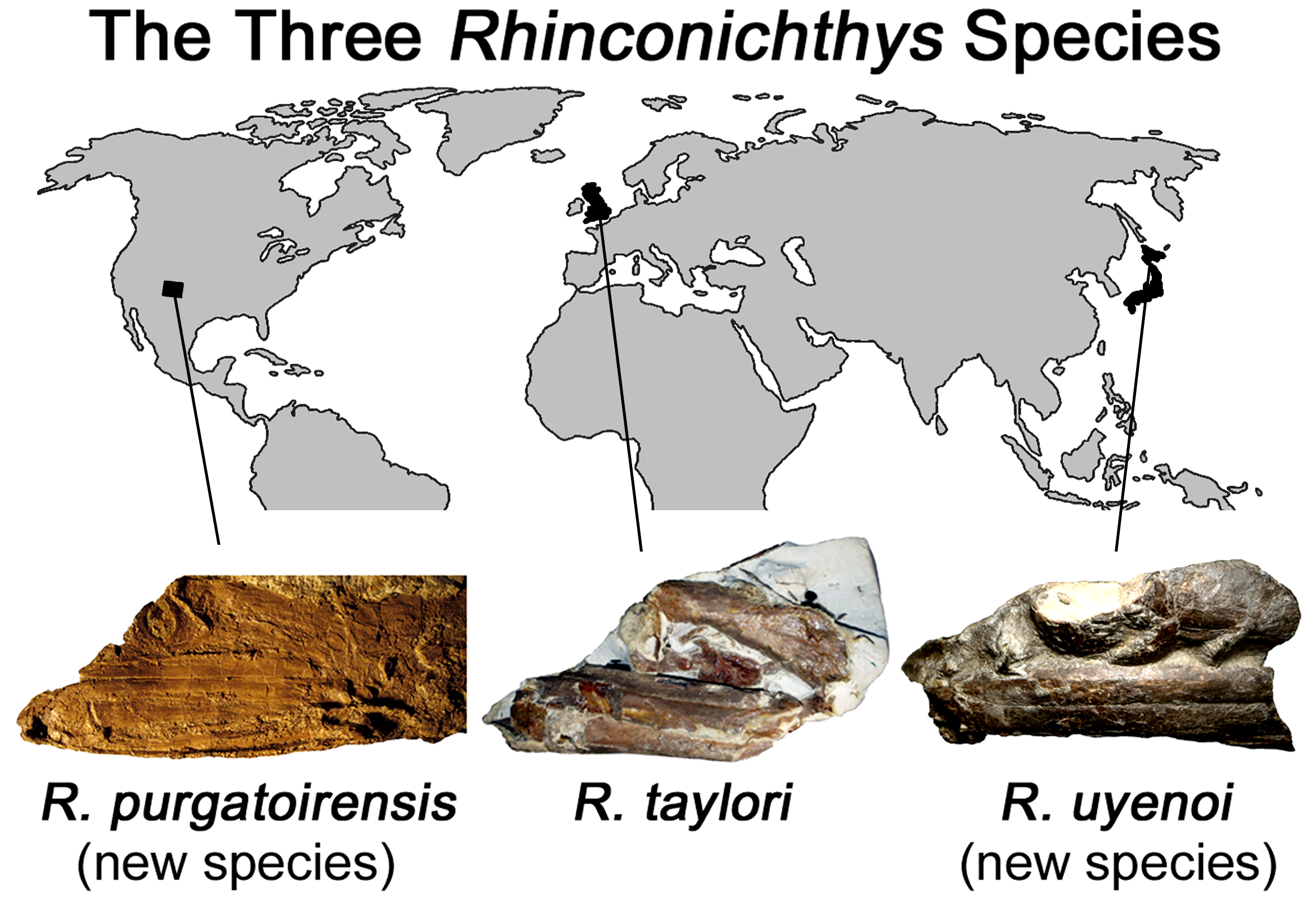 Rhinconichthys Three Species