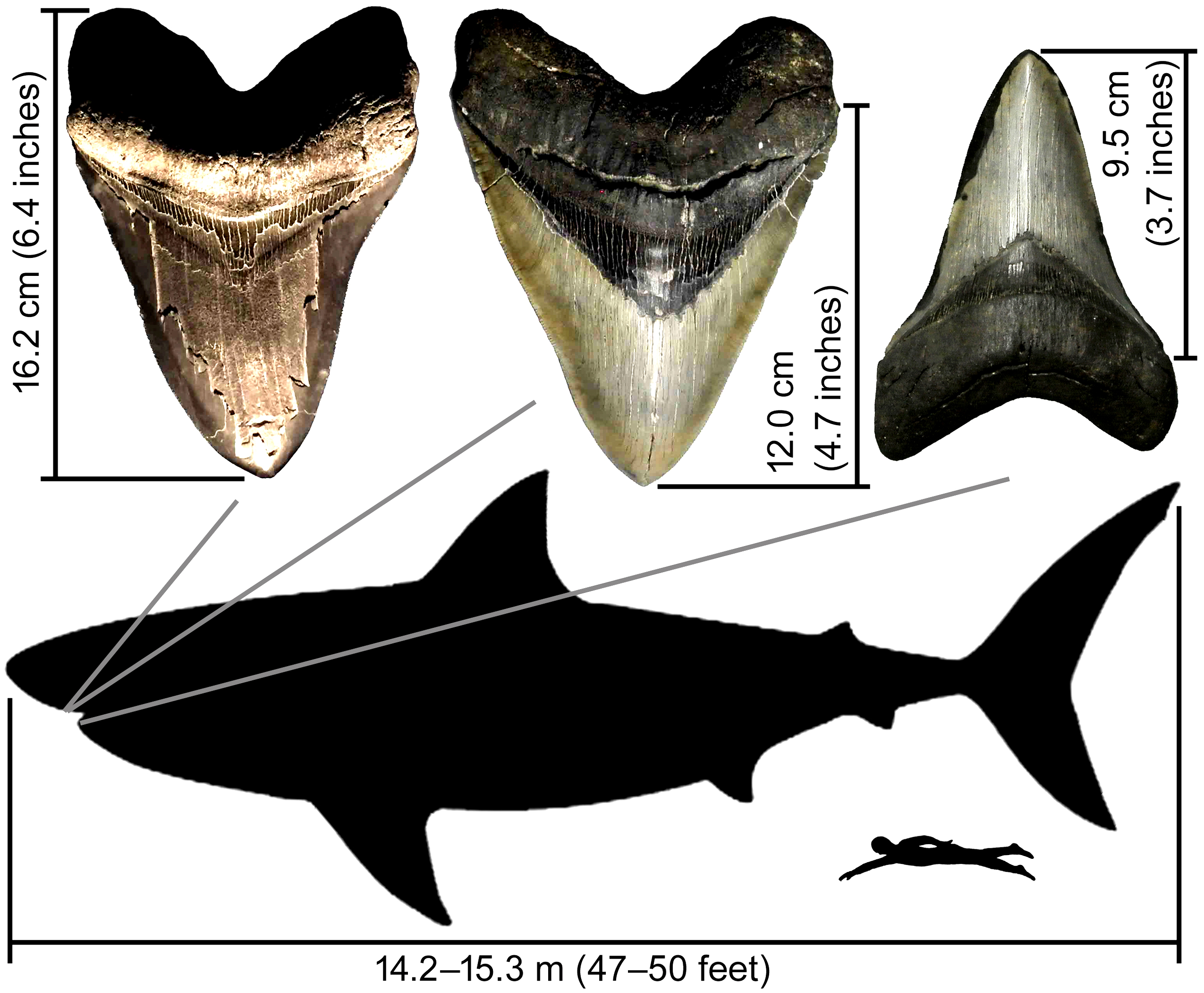 Newswise: Paleobiologist Clarifies Scientific Record of the Size of Extinct Megatooth Shark
