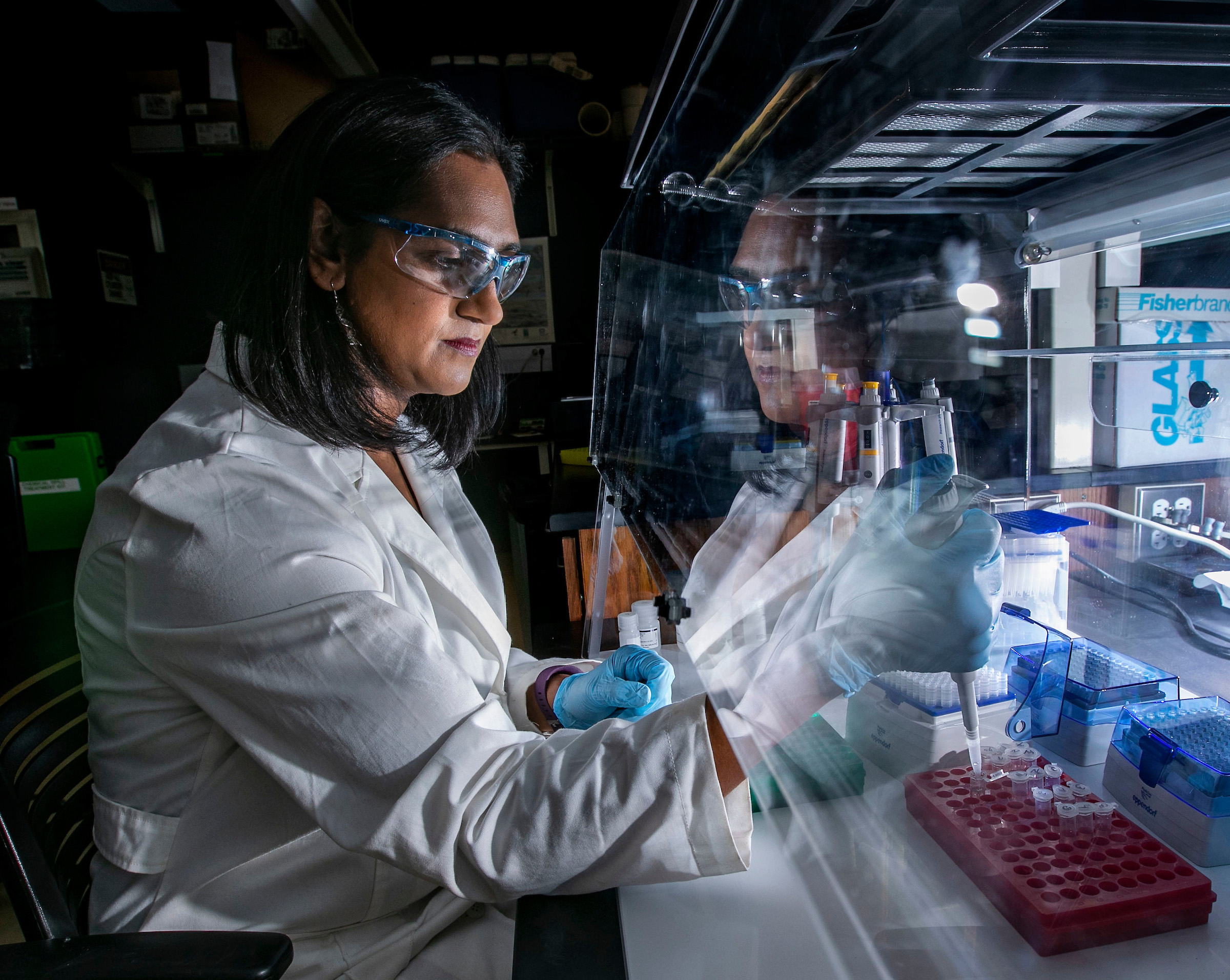 Researcher Bala Chaudhary in her mycorrhizal ecology Lab at DePaul University