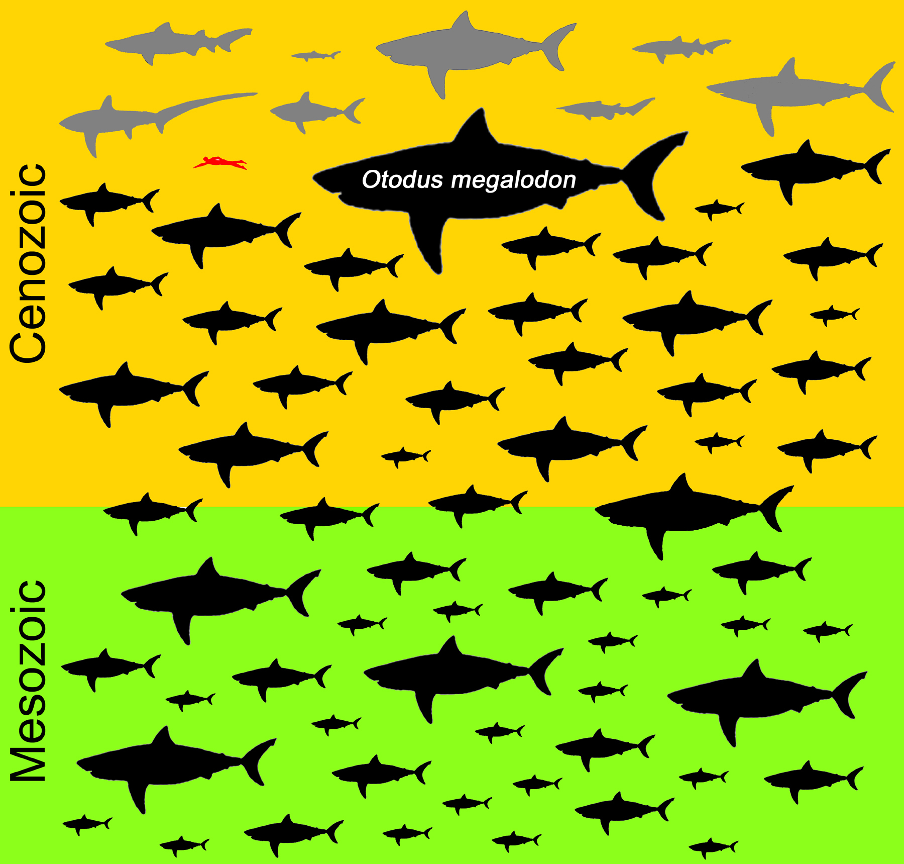 Shark graphic