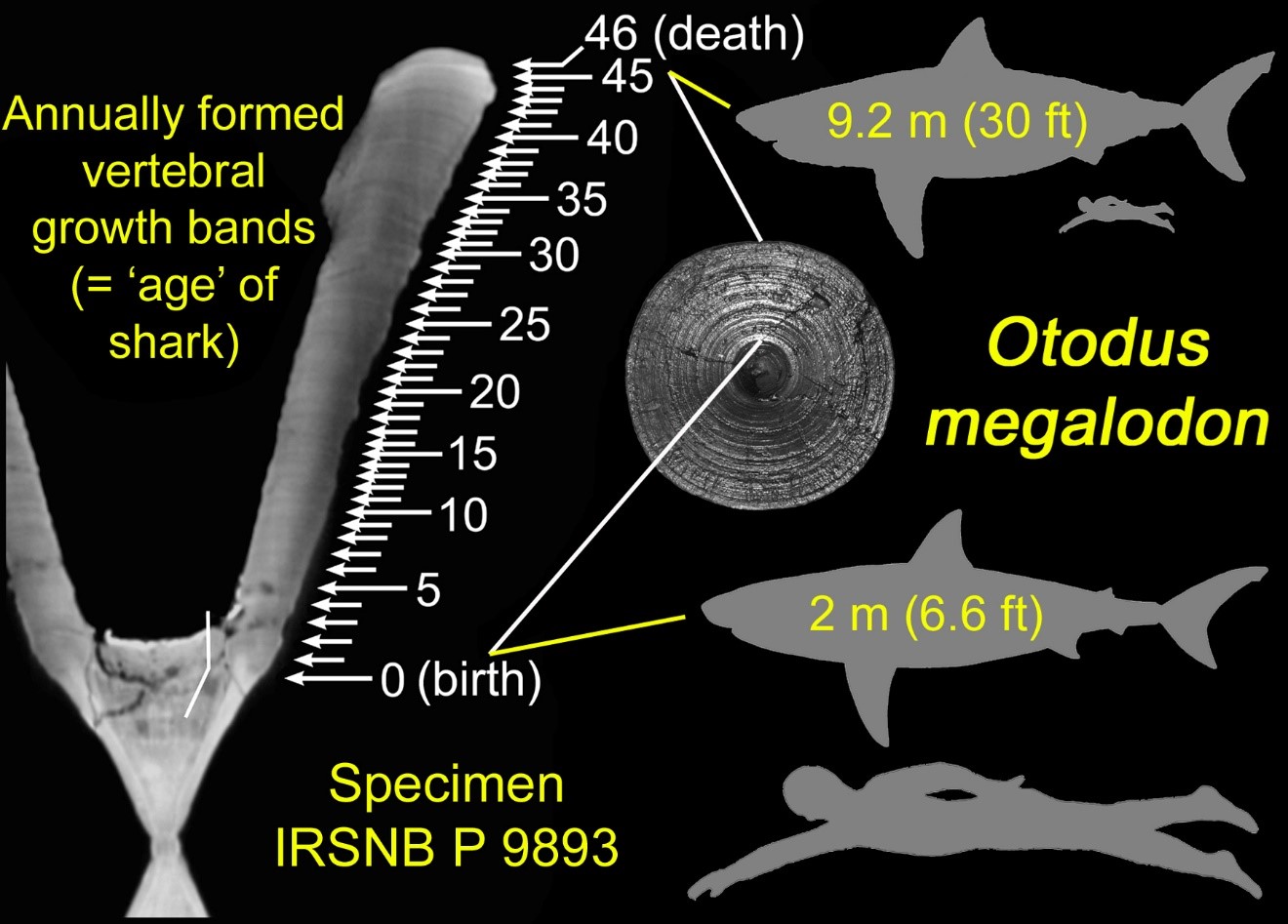 Megalodon shark graphic
