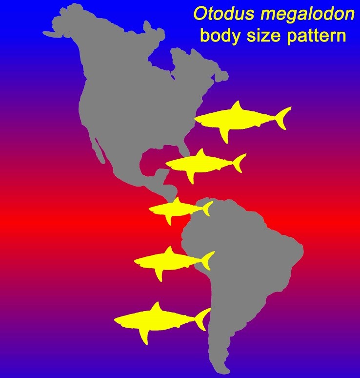 Diagram showing potential shark body sizes
