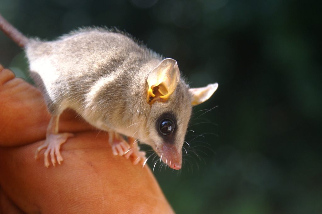 Small mouse opossum on a finger