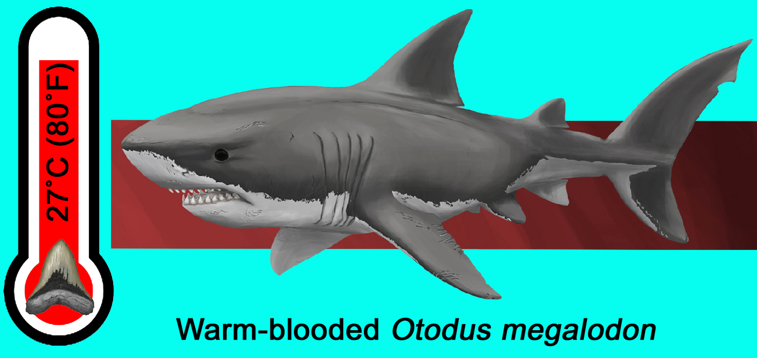 Image of a megalodon and a thermometer reading 27 degrees Celsius and 80 degrees Fahrenheit 