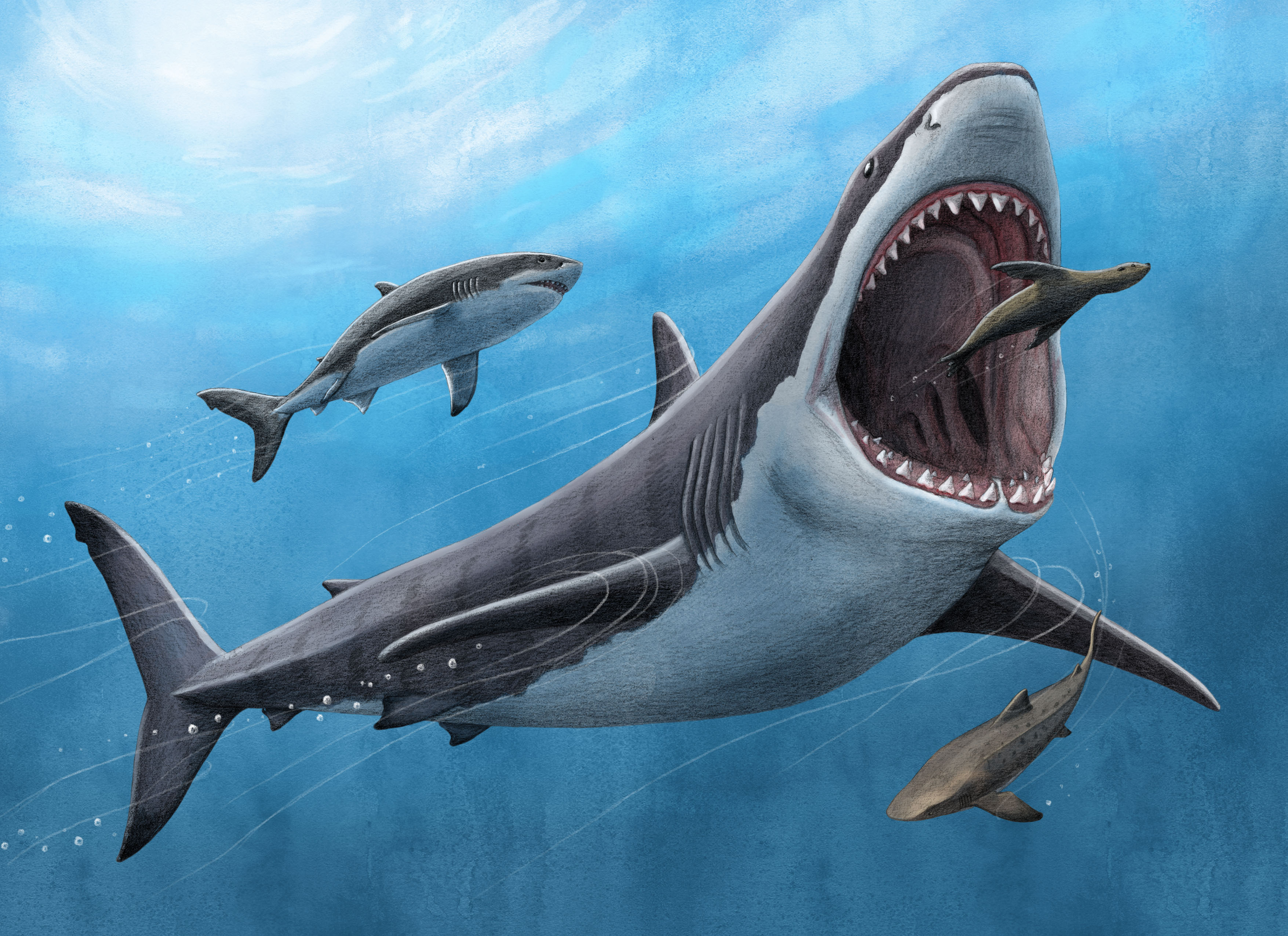 Megalodon shark eating large prey