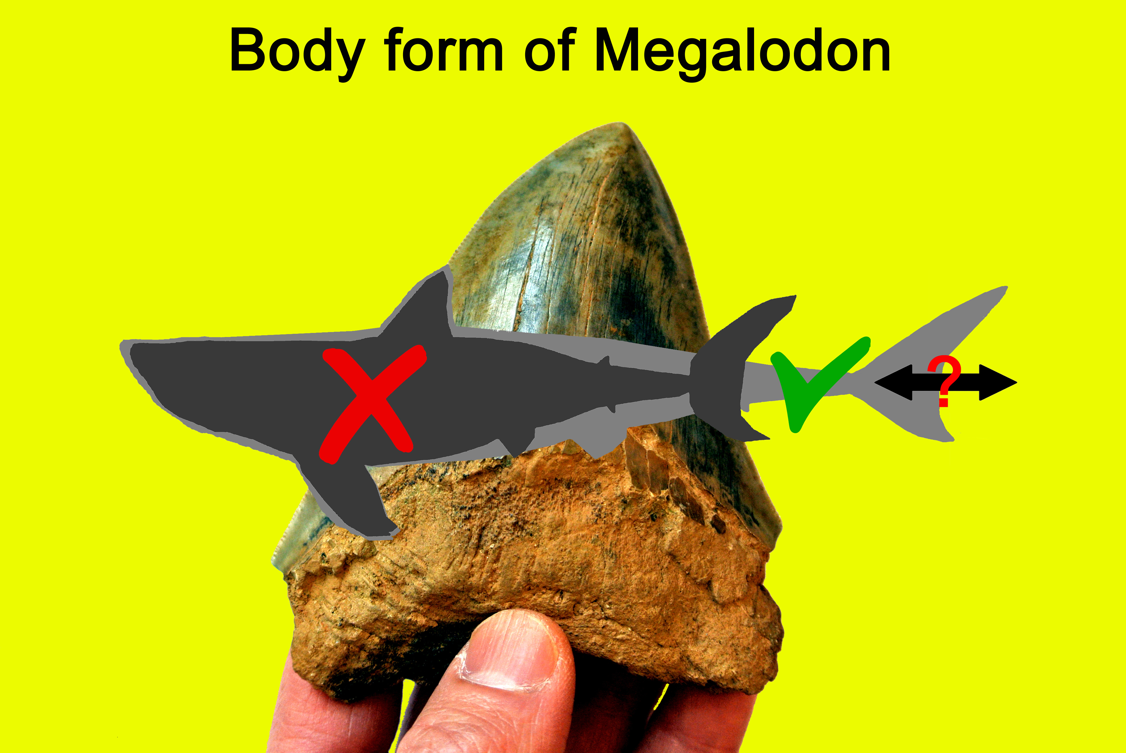 Image of meglaodon