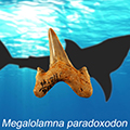 Researchers describe new large prehistoric shark
