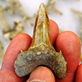 Dinosaur-era shark fossil discovered in Kansas; researchers name it Cretodus houghtonorum