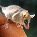 Living on the edge: Small mammals in threatened, biodiverse hotspot hold clues for conservation