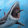 Megalodon shark was warm-blooded, confirm researchers using geochemical technique